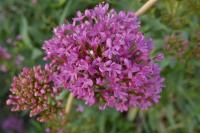 Centranthus ruber