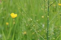 Asparagus officinalis