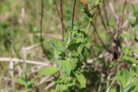 Hypericum hirsutum