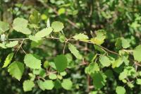 Populus tremula