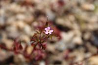 Geranium purpureum