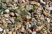 Catapodium rigidum