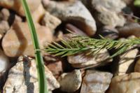 Catapodium rigidum