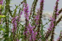 Lythrum salicaria