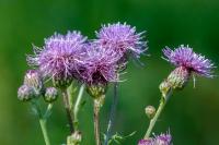 Cirsium arvense
