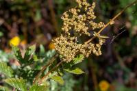 Filipendula ulmaria