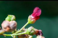 Scrophularia auriculata