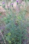 Cirsium vulgare