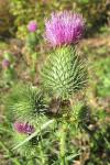 Cirsium vulgare