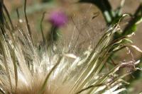 Cirsium vulgare