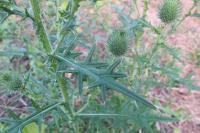 Cirsium vulgare