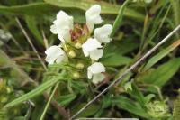 Prunella laciniata
