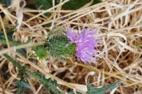 Cirsium vulgare