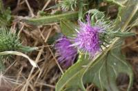 Cirsium vulgare