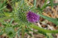 Cirsium vulgare