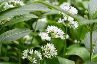 Allium ursinum