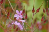 Geranium purpureum
