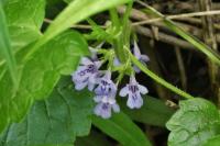 Glechoma hederacea