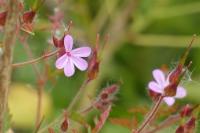 Geranium purpureum