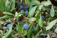 Prunus spinosa