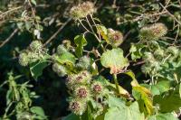Arctium lappa