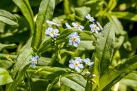 Myosotis scorpioides