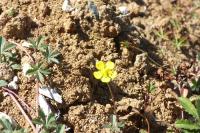 Potentilla reptans