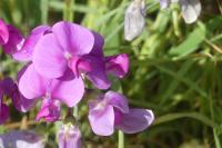 Lathyrus latifolius