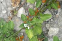Solanum villosum