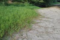 Paspalum distichum
