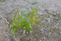 Cyperus esculentus