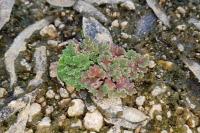 Azolla filiculoides