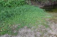 Ludwigia grandiflora