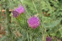 Cirsium vulgare
