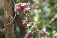 Origanum vulgare