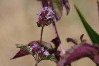 Mentha aquatica