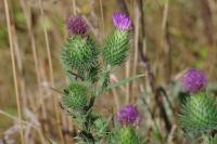 Cirsium vulgare