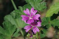Malva sylvestris