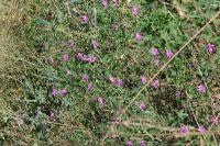 Malva sylvestris