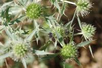 Eryngium campestre