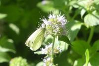 Mentha aquatica