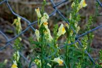 Linaria vulgaris