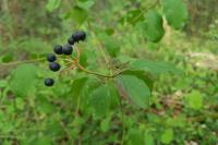 Cornus sanguinea