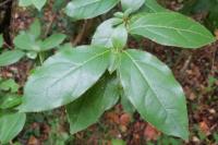 Viburnum tinus