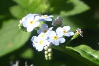 Myosotis scorpioides