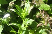 Myosotis scorpioides