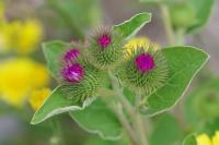 Arctium minus