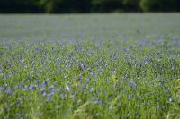 Linum usitatissimum