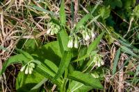 Symphytum officinale