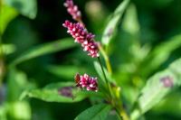 Persicaria maculosa